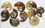 Lot: KG Madagascar Polished Ammonites (-) - Pieces #79355-2